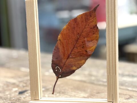 お茶の水小学校の桜の木の落ち葉