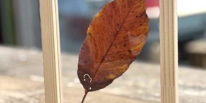 お茶の水小学校の桜の木の落ち葉