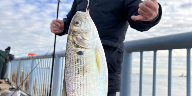 大黒埠頭にカメラマン鈴木さんと釣りに 山田芳照 yamada yoshiteru DIY