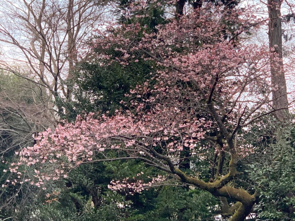 初ロケは、熱海泊まりロケです。梅が満開