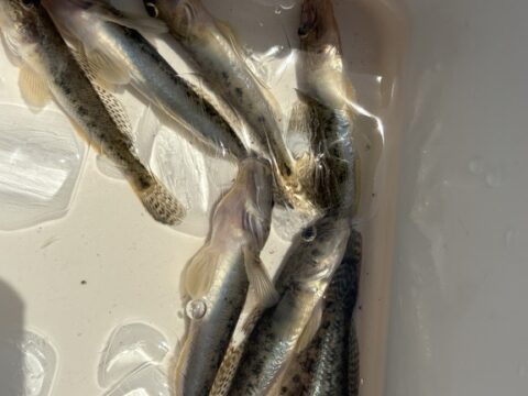 ハゼ釣り