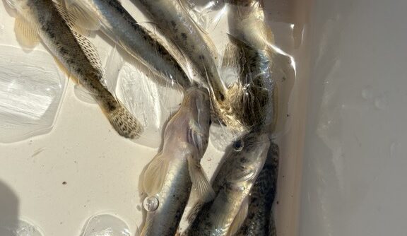 ハゼ釣り